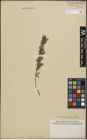 Foto von Salix repens subsp. incubacea (L.) A. Neumann